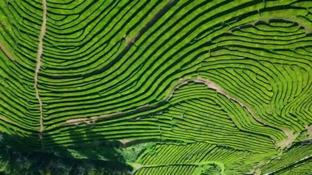 Воздушные Ряды Чайных Плантаций Растут Сельской Местности Красивая Ферма Живописные — стоковое видео