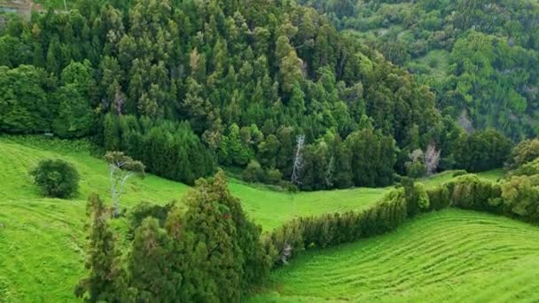 Пышный Лесной Ландшафт Воздуха Живописная Зеленая Долина Холмах Сельской Местности — стоковое видео