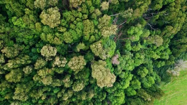 Εναέρια Πράσινα Δέντρα Κορυφές Στο Δάσος Εκπληκτική Πλούσια Δασική Τοπίο — Αρχείο Βίντεο