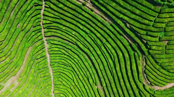 Niesamowite Linie Herbaty Widok Drona Wzgórza Medytacyjny Letni Krajobraz Natury — Wideo stockowe