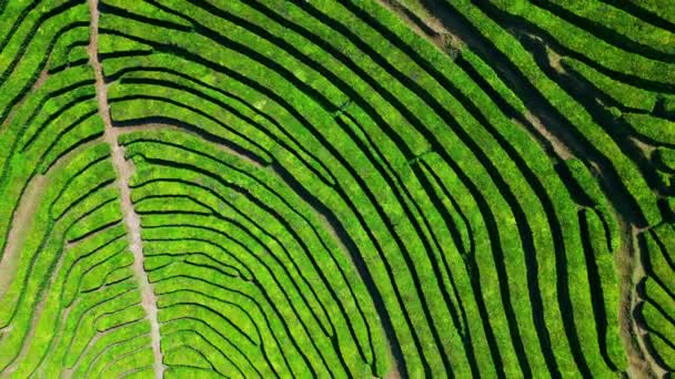 Зеленый Чай Плантации Рядов Воздушный Вид Потрясающий Геометрический Снимок Дрона — стоковое видео