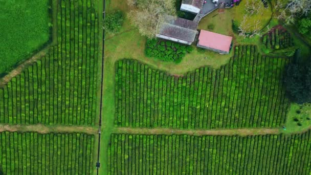 Plantación Granjero Casas Naturaleza Aérea Vista Superior Largas Filas Arbustos — Vídeos de Stock