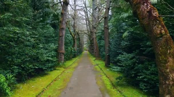 Zielona Ścieżka Leśna Porusza Się Wolno Spokojne Spokojne Rośliny Świerkowe — Wideo stockowe