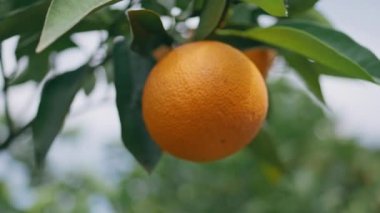 Yaz bahçesinde portakal ağacı dalına yakın çekim. Taze sulu narenciye, güneşli meyve bahçesi, doğa ekimi. Makro parlak, parlak, ekşi mandalina kırsal alanda asılı. Vejetaryen çiğ tatlı
