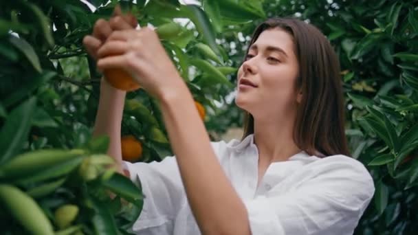 Tuindame Plukt Sinaasappels Groene Bomen Landbouwgrond Plantage Close Joyful Lachend — Stockvideo