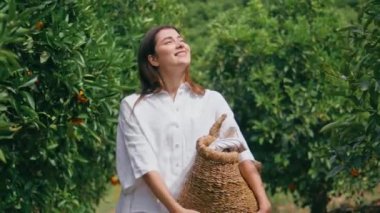 Turunçgil tarlasında elinde sepetle gezen güneşli bir kadın. Gülen mutlu bayan hasat çantasıyla turuncu bahçe çiftliğinde geziniyor. Esmer kız güneşe bakan meyve ağaçlarına hayran.