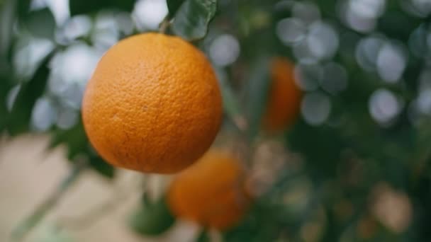 暖かい夏のプランテーションのクローズアップオレンジ栽培プロセス 田舎の庭で育った新鮮な有機果樹の枝 パイプジューシーな柑橘類の日当たりの良い果樹園の自然 ガーデニング農業の季節の製品 — ストック動画