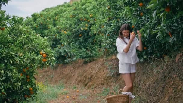女农民在花园里采摘桔子 享受水果季节 笑容满面的女士把橘子放进柳条篮里 无忧无虑的女孩感到快乐 独自漫步在青翠的群山中 — 图库视频影像