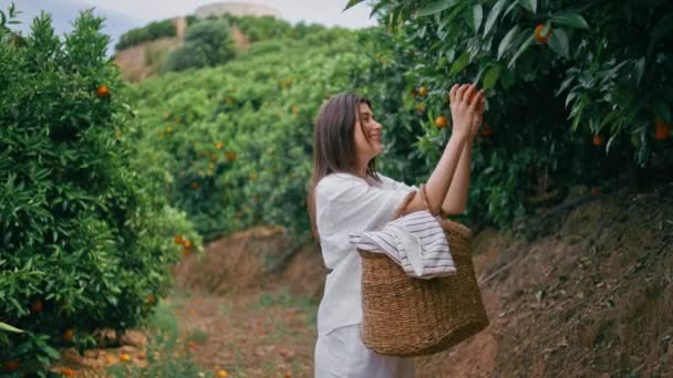 一位快乐的女士在绿色柑橘园收割 当地女农民在农村花园采摘橙子 快乐的园艺师女人提着篮子在绿地斜坡放新鲜的橘子 — 图库视频影像