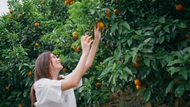 Χαρούμενος Κηπουρός Μαζεύει Εσπεριδοειδή Στην Αγροτική Φυτεία Κοντά Νεαρή Γυναίκα — Αρχείο Βίντεο
