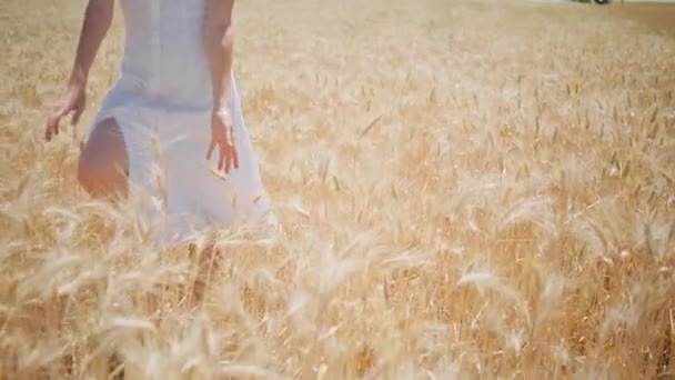 Menina Figura Anda Campo Centeio Sol Closeup Mulher Vestido Branco — Vídeo de Stock