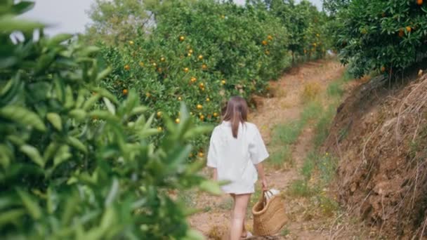 Ευγενική Κυρία Πορτοκαλί Φυτεία Ηλιόλουστο Δρομάκι Πίσω Υπέροχη Μελαχρινή Κοπέλα — Αρχείο Βίντεο