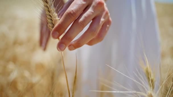 Kırsal Kesimde Güneş Işığında Güzel Buğdaylara Dokunan Kadın Parmakları Bilinmeyen — Stok video