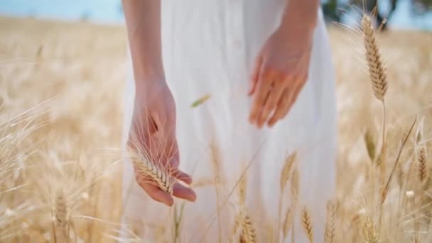 女人的手触摸小穗场特写 不为人知的女士检查大麦穗享受农业谷物 女孩的指尖温柔地连接着小麦 有机黄金收获季节 — 图库视频影像