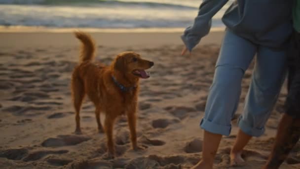 Aktive Hundebesitzer Laufen Sand Und Spielen Strand Nahaufnahme Paar Beine — Stockvideo
