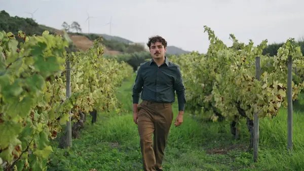 Young italian man strolling grape plantation with yellow vine windy autumn day. Relaxed winegrower walking vineyard looking on grapevine bushes. Mustached professional oenologist inspecting grapeyard.