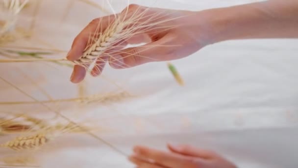 女人的手触摸小穗 实地垂直特写 不为人知的女士检查大麦穗享受农业谷物 女孩的指尖温柔地连接着小麦 有机黄金收获季节 — 图库视频影像