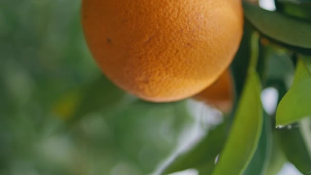 Orange Fruit Tree Branch Summer Garden Vertical Closeup Fresh Juicy — Stock Video