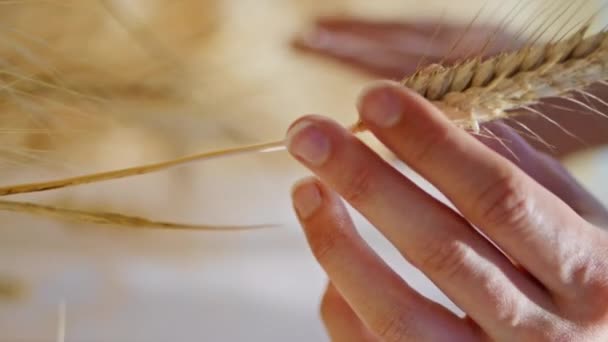 Lady Prsty Dotýkají Krásné Pšenice Slunci Venkovské Ráno Detailní Záběr — Stock video