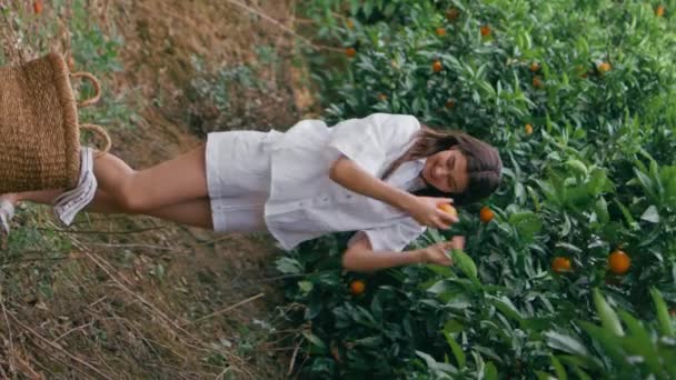 Vrouwelijke Boer Oogsten Sinaasappels Genieten Van Fruit Seizoen Tuin Verticaal — Stockvideo