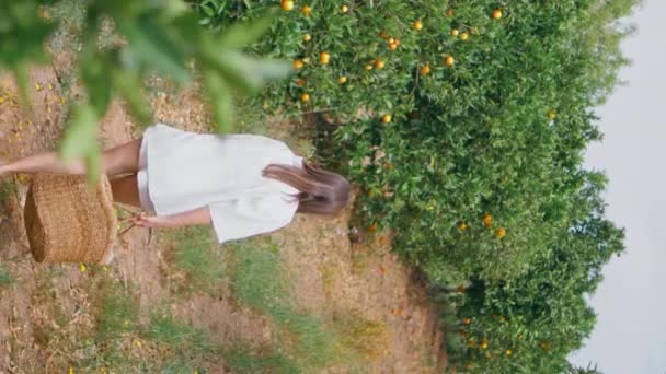 オレンジのプランテーションを散策する優しい女性日当たりの良い路地垂直の背面の景色 華やかなブルネットの少女は花を嗅ぎ 鮮やかな緑の自然を楽しんでいます リラックスした若い女性ウォークタンジェリンフルーツ植物園のパス — ストック動画