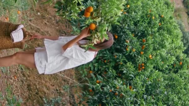 Plantacja Pomarańczy Green Hills Pozytywna Młoda Kobieta Spacerująca Aleją Ogrodniczą — Wideo stockowe