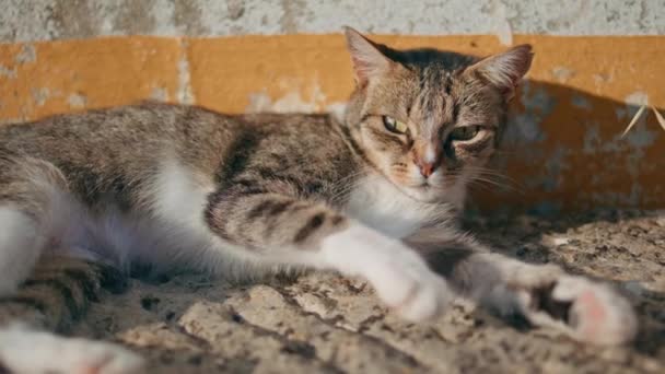 Κοντινό Πλάνο Τεμπέλα Γάτα Basking Ηλιοφάνεια Ζεστό Τσιμεντένια Επιφάνεια Αστείο — Αρχείο Βίντεο