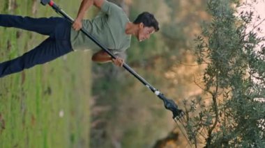 Ciddi bir adam elle tırmıkla zeytin topluyor. Güneşli arazide çalışan yorgun çiftçi. Köydeki bahçıvan dikey olarak vurulmuş. Gıda üretimi için sürdürülebilir tarım.