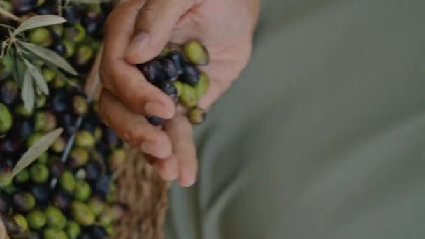 园艺师用特写镜头检查收获的橄榄 在傍晚的花园画像上 农民们在闻植物的香味 正男人拿着篮子 看着绿色自然垂直方向的相机 — 图库视频影像
