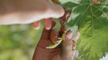 Şarapçı el sarı kuru üzüm yaprağına dokunarak çalıların dikey olarak büyümesini sağlıyor. Bilinmeyen tarla işçisi hasat sonrası sarmaşığı inceliyor. Üzüm bağlarını inceleyen profesyonel bir adam..