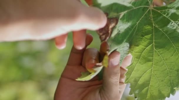 Mano Del Viticultor Tocando Hoja Uva Seca Amarilla Comprobando Arbusto — Vídeo de stock