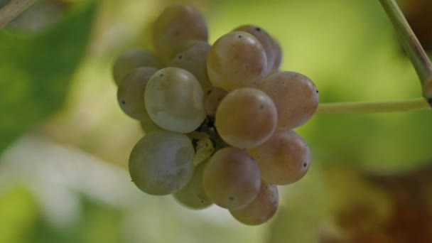 Piękna Żółta Gromada Winogron Liśćmi Kołyszącymi Się Wiatr Tle Pionowy — Wideo stockowe
