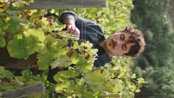 Italian Winegrower Checking Grapevine Sunny Vineyard Alone Vertical Video Serious — Stock Video