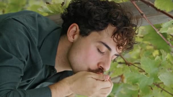 이탈리아 달콤한 포도를 노란색 포도원을 휴식을 취하는 매력적인 노동자 — 비디오