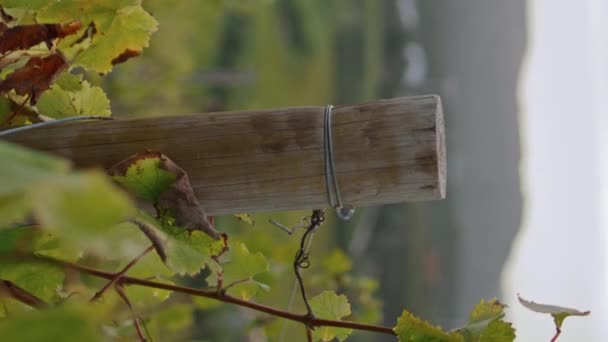 美丽的葡萄园 黄叶藤丛摇曳在风向垂直视频特写 生长在农村葡萄种植园上的农作物 背靠绿山的葡萄树行 — 图库视频影像