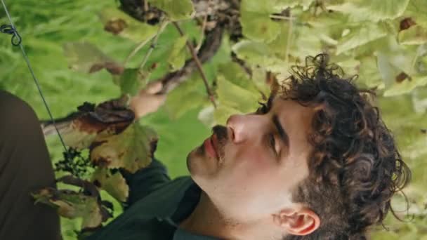 Unge Man Jordbrukaren Kontrollerar Vinbuskens Tillväxt Druvplantering Vertikalt Närbild Självsäker — Stockvideo