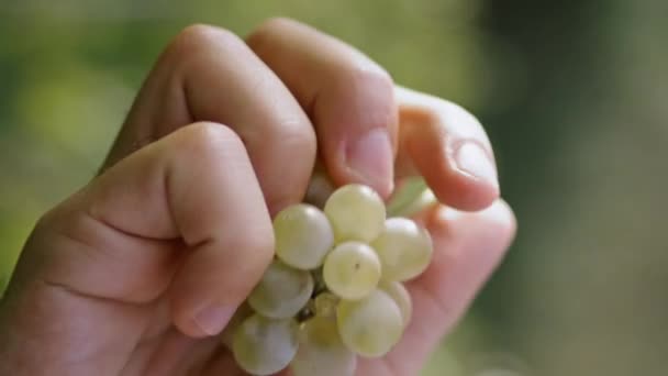 Mão Viticultor Segurando Uvas Amarelas Verificando Qualidade Colheita Dia Ensolarado — Vídeo de Stock