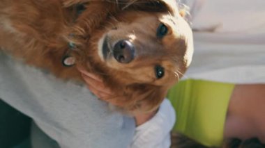 Yaz sokağı dikey çekiminde bir kadın evcil hayvanı okşuyor. Mutlu pozitif kız zencefilli köpeği nazikçe okşuyor. Neşeli bayan masaj yapan köpek yavrusu yumuşak kürke dokunuyor. Sakin hayvan kaldırımda dinleniyor.