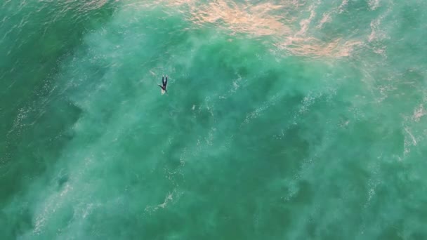 Surfer Aus Der Luft Schwimmen Meer Sommer Wochenende Top Schuss — Stockvideo