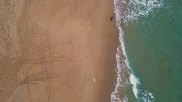 俯瞰美丽的海滩 金黄色的沙滩被充满泡沫的海水冲刷 活跃的狗在空旷的海滨靠近汹涌的海浪奔跑 绿松石海浪在海岸线上翻滚超级慢动作无人驾驶飞机射击 — 图库视频影像