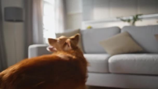 Lekfull Hund Njuta Spelet Snurrar Runt Lägenhet Golvet Nära Håll — Stockvideo