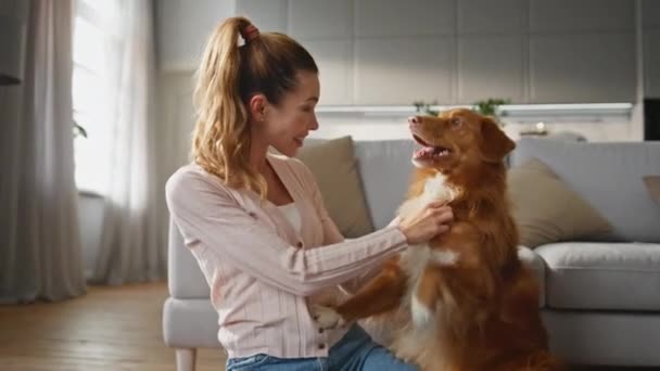 Χαριτωμένο Σκυλί Δίνει Πόδι Χαμογελαστή Γυναίκα Ιδιοκτήτη Άνετο Διαμέρισμα Κοντά — Αρχείο Βίντεο