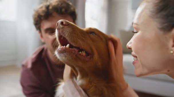 快乐的狗感觉爱喜欢在家里和年轻的家庭亲密接触 在现代公寓里 微笑的女人和男人一起抚摸可爱的宠物 一对无忧无虑的夫妇表达对健康纯种小狗的爱意 — 图库视频影像