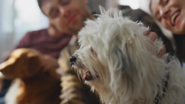 Donos Cães Despreocupados Relaxando Juntos Acolhedora Sala Estar Perto Sorrindo — Vídeo de Stock