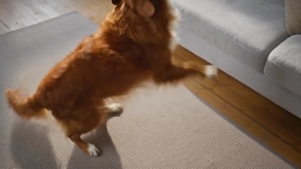 活跃的狗在家里与难以辨认的主人玩耍 不认识的人取笑毛绒绒的宠物炫耀球 在现代公寓里玩具娃娃 警犬训练概念 — 图库视频影像
