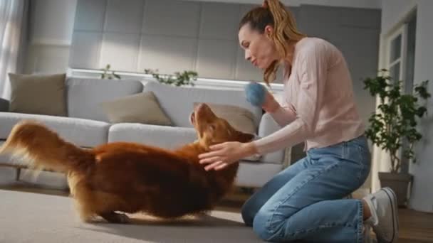 在现代家庭客厅里玩宠物的兴奋女孩 快乐主动的狗试着用主人的手接球 快乐的笑着的女人和可爱的小狗一起在公寓的地毯上玩耍 — 图库视频影像