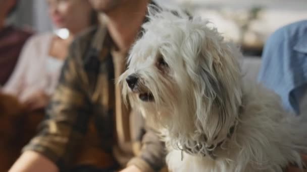 Câinele Drăguț Stăpânește Femeie Care Relaxează Sufragerie Aproape Prieteni Nerecunoscuți — Videoclip de stoc