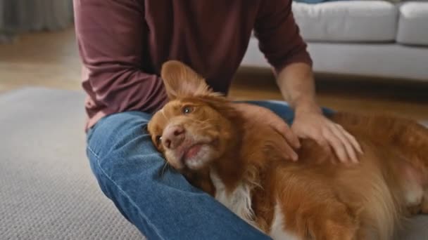 Haustier Liegt Kniend Mann Auf Wohnung Teppich Großaufnahme Entspannter Flauschiger — Stockvideo