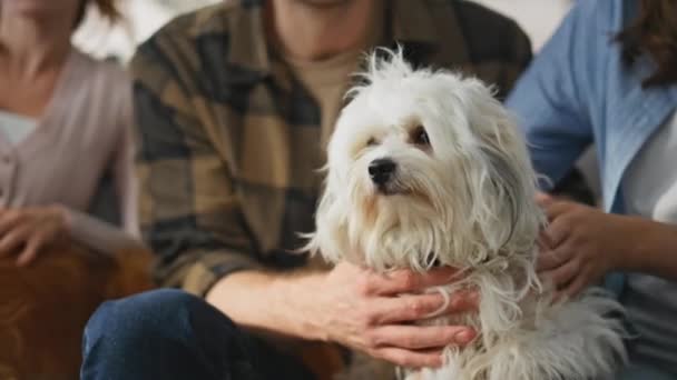 Flauschige Hunde Sitzen Mit Familie Wohnungsnähe Unerkennbare Gruppenfreunde Streicheln Entzückende — Stockvideo