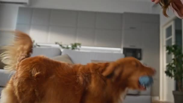 Άλμα Σκυλί Αλίευση Παιχνίδι Στο Σύγχρονο Διαμέρισμα Ιδιοκτήτη Κοντά Ευτυχισμένη — Αρχείο Βίντεο